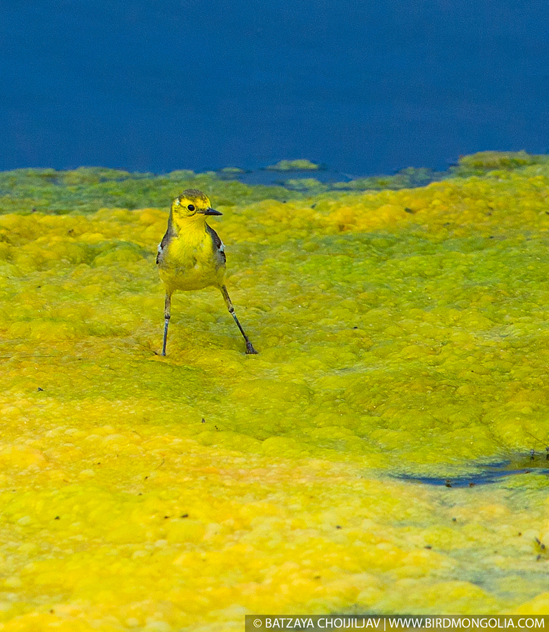 bird photography tours mongolia